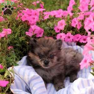 Abby, Pomeranian Puppy